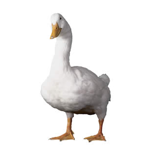 Aflac launches TV commercial for Hispanics