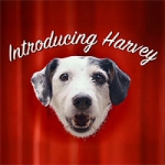 harvey the marketing dog